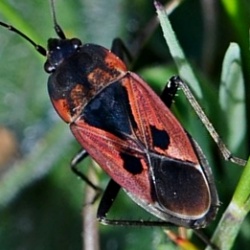 Rhyparochromus sanguineus